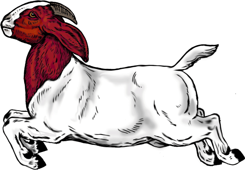Drawn Goat Boer Goat - Boer Goats (900x742)