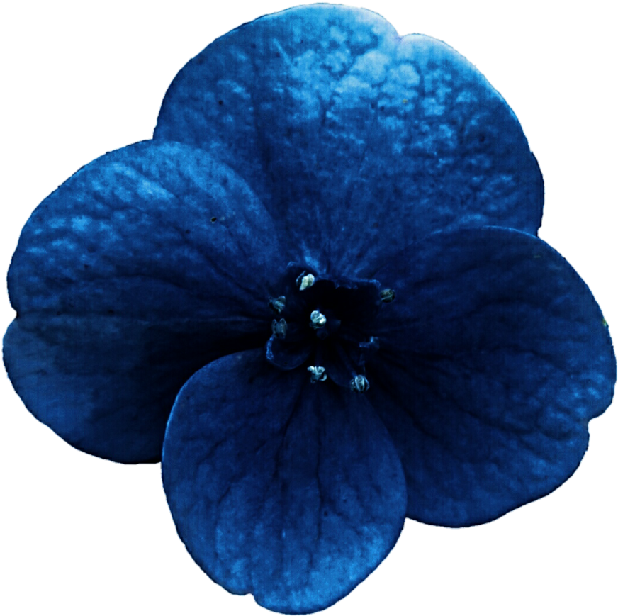 Midnight Blue Hydrangea By Jeanicebartzen27 - Chocolote Cosmos (895x893)