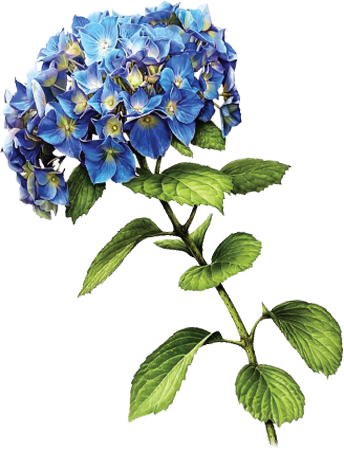 Blue Hydrangea By Kmygraphic - Clip Art (344x450)