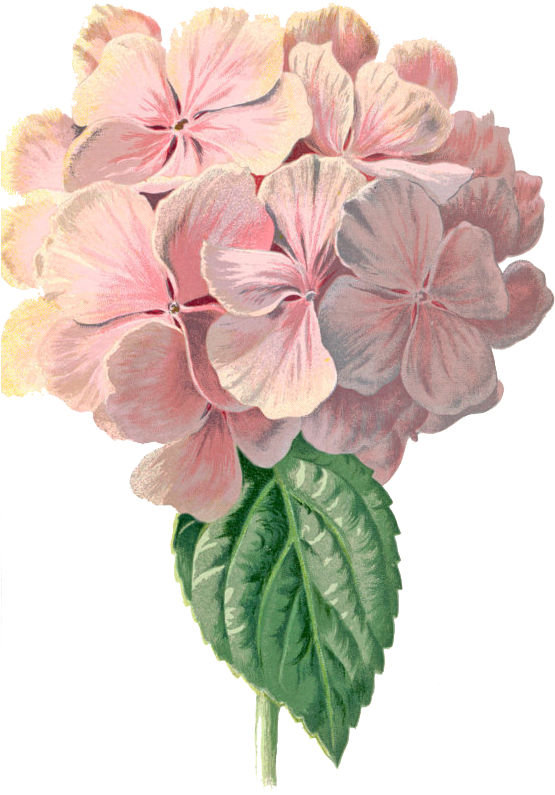 Basically, I Love Flower Drawings - Vintage Hydrangea Png (570x863)