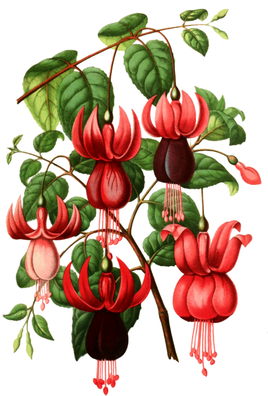 Botanical Illustration Botany Drawing Illustration - Illustration (546x800)