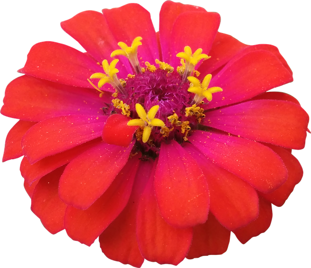 Flower, Red, Zinnia, Nature, Flowers Isolated - Zinnia Png (640x552)