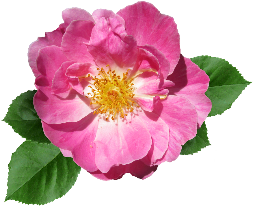 Rose, Pink, Flower, Summer, Garden, Bloom - Transparent Pink Flower (887x720)
