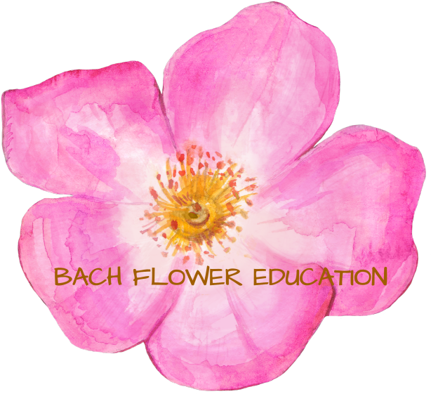 Flower Essence Classes And Training - Virginia Rose (640x585)
