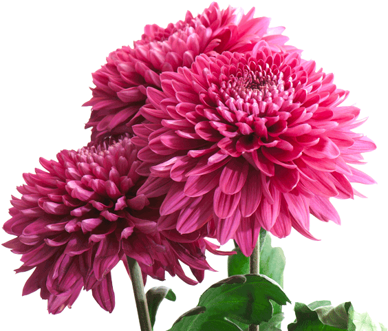 Chrysanthemum (756x600)