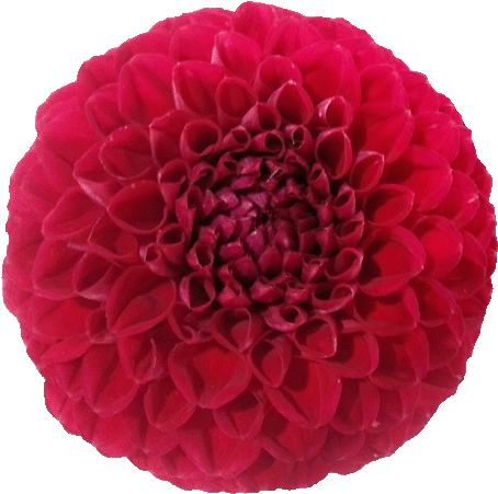 Flower Clipart - Red Dahlia (480x477)