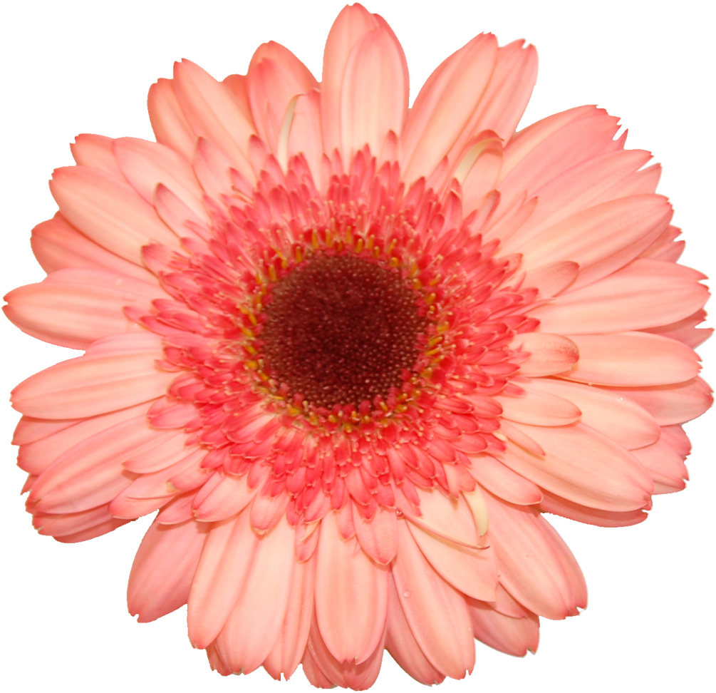 Flower Stock (1030x1006)