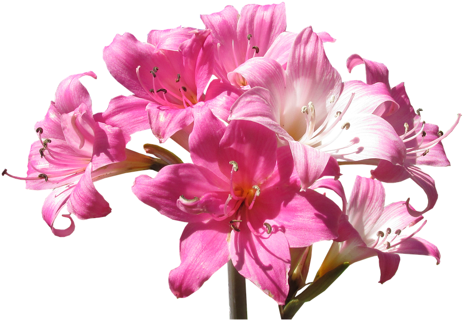 Belladonna, Lily, Flowers, Summer - Flower (960x666)