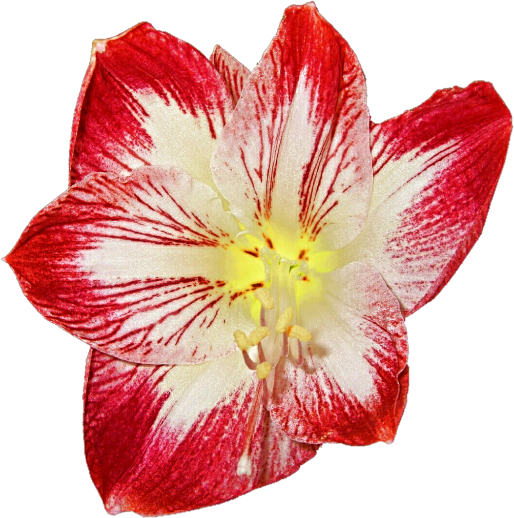 Amaryllis Flower Cliparts - Clipart Amaryllis (1024x1039)