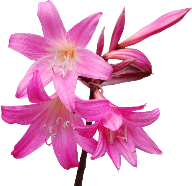 Belladona - Amaryllis Transparent (675x657)