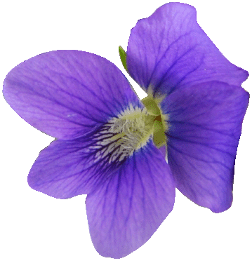 Sigma Kappa Flower - Single African Violet Flower (359x372)