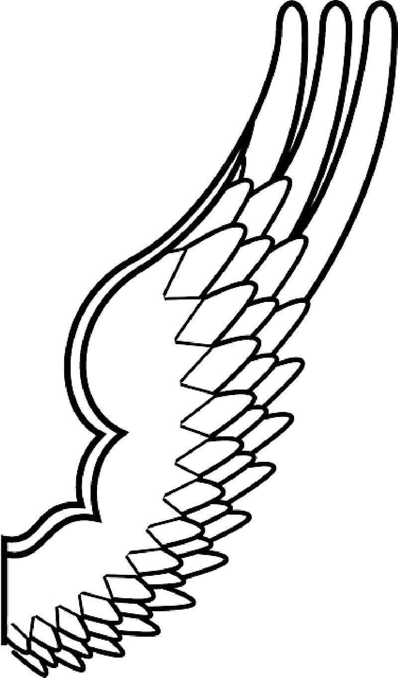 Spread, Drawing, Design, Angel, Wing, Feathers - Bird Wings Coloring Pages (800x1361)