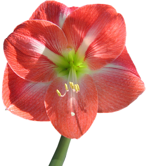 Imagen De Flor Sin Fondo (453x340)