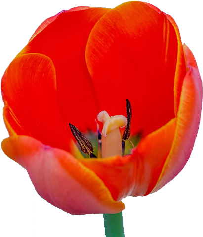 Tulipa Gesneriana Flower Wallpaper - Tulip (650x515)