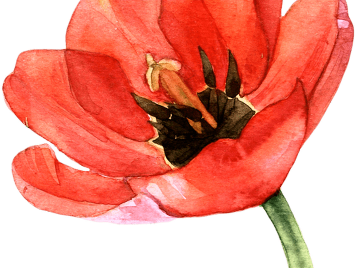 Watercolor Tulips Pinterest Watercolor, Tulip - Corn Poppy (1368x855)