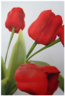 Sprenger's Tulip (400x400)