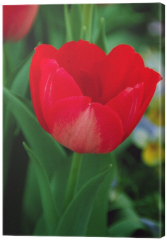 Tableau Sur Toile Triumph Tulip Tulipa Hollandia • - Sprenger's Tulip (400x400)