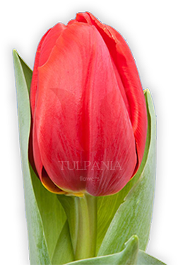 Surrender - Water (300x500)