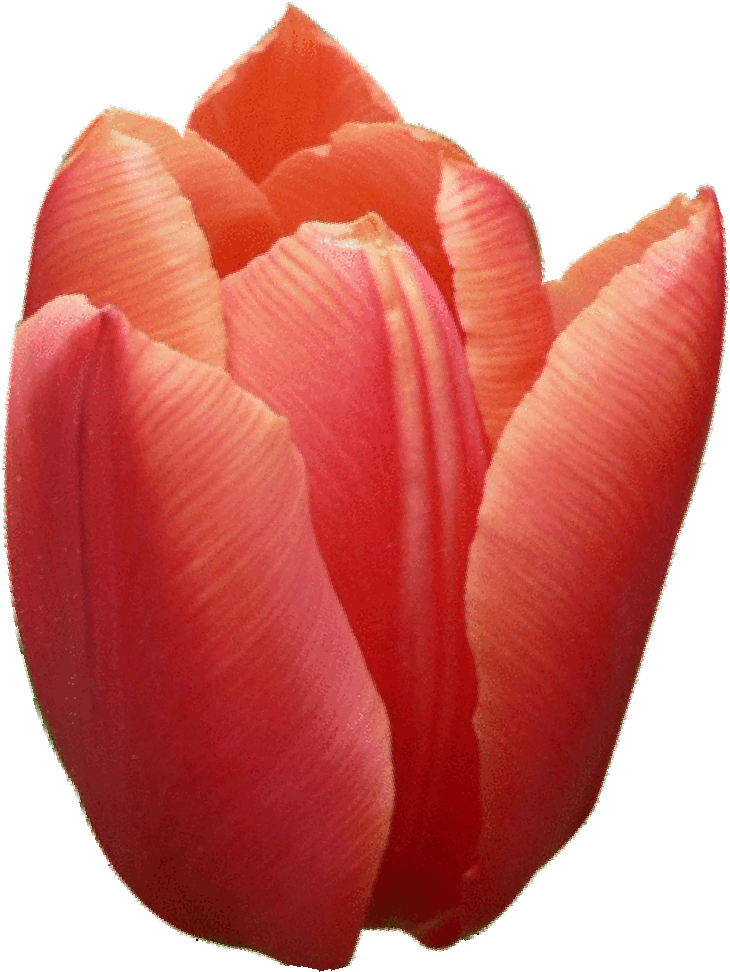 Tulipan - Flowers Coloring Pages For Kids And Adults: Coloring (1000x1000)