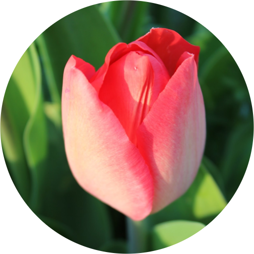 Sprenger's Tulip (512x512)
