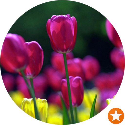 Tulips (512x512)