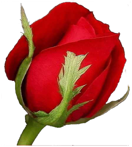 Flores Variadas - Rose (448x500)