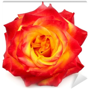 Rosa Amarela Com Vermelho (400x400)