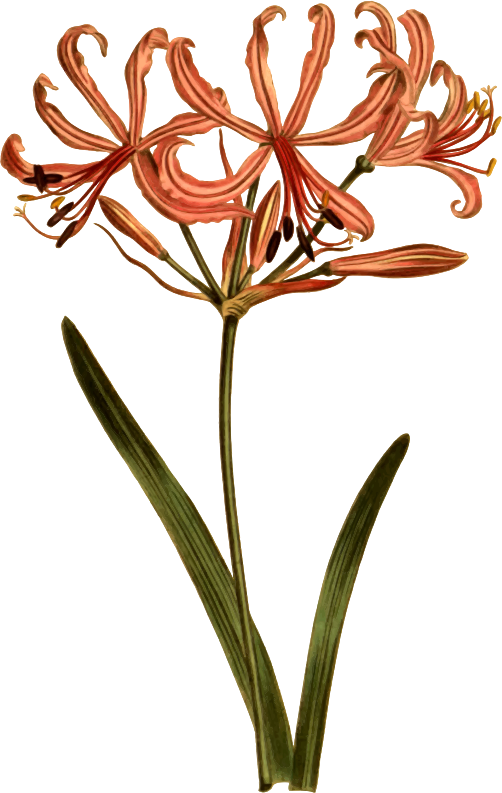 Medium Image - Petal (502x793)