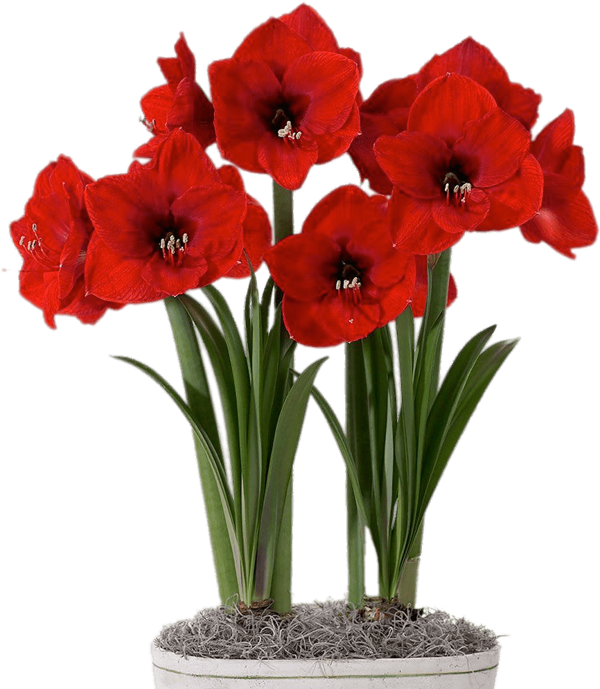 Red Amaryllis In Flower Pot - Amaryllis (1000x1000)