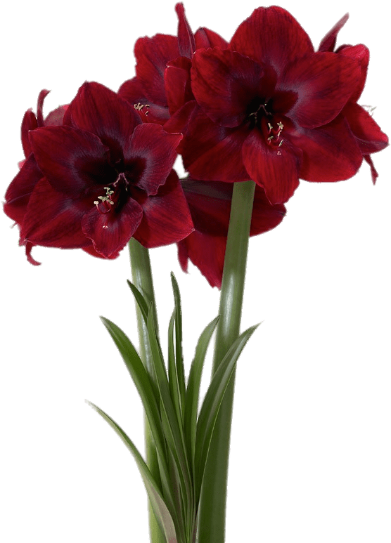 Red Pearl Amaryllis - Burgundy Amaryllis (800x804)