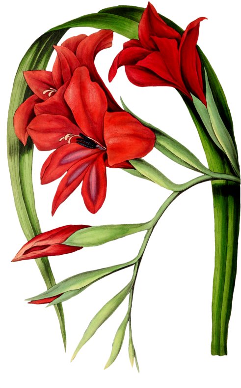 Publicat De Eu Ciresica La - Botany (502x800)