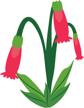 Fuchsia Flower Spring Image - Illustration (550x550)