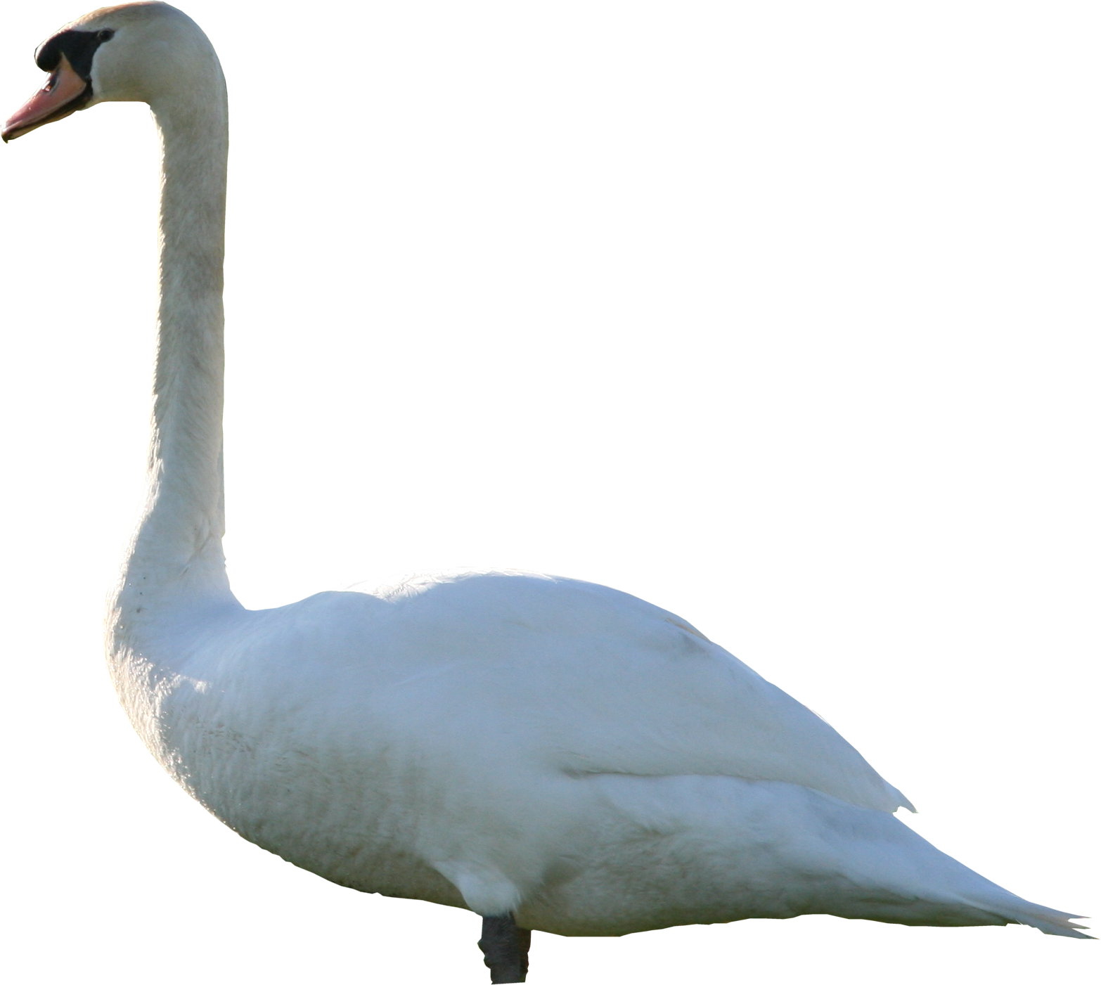 Download - Transparent Mute Swan (1566x1401)