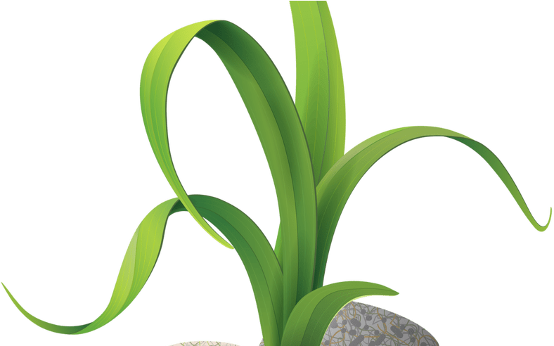 Algae Stones 4png Clip Art, Scrapbook Embellishments - Dessin Fleur Des Champs (800x491)