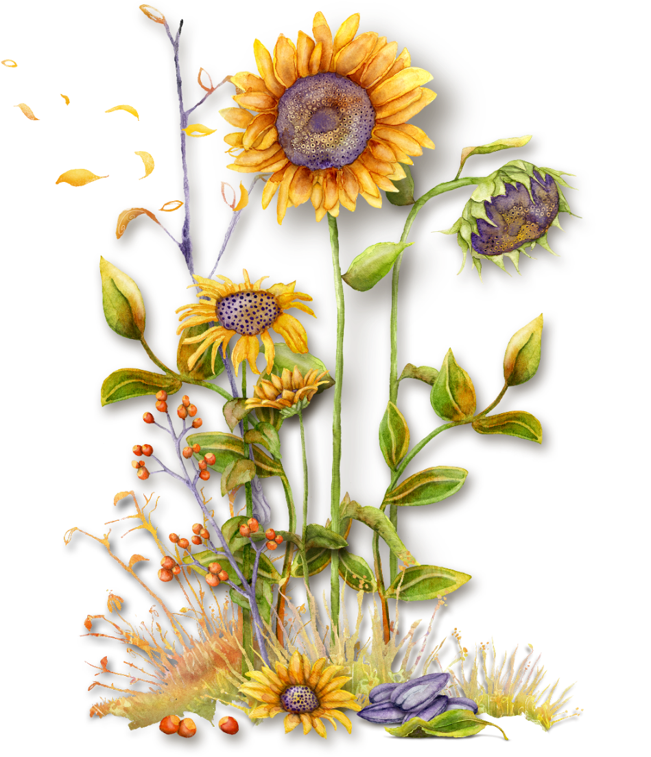 Vintage Flower Drawing - Sunflower (949x1103)