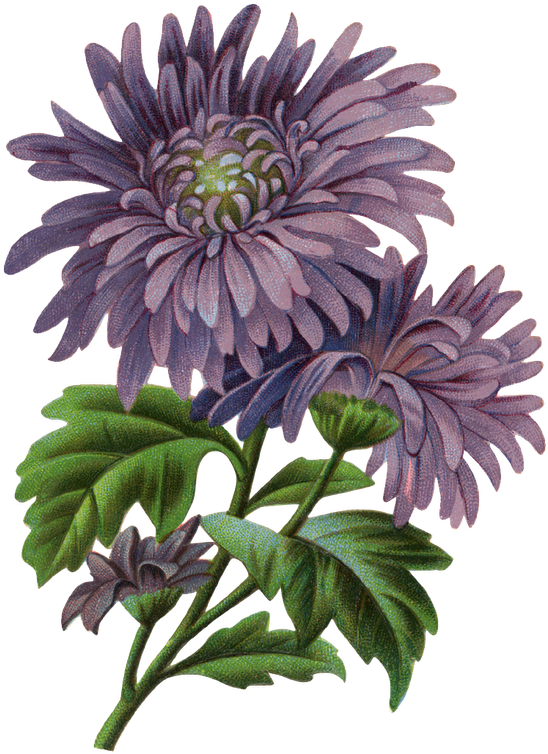 Floral Prints - Decoupage (596x800)