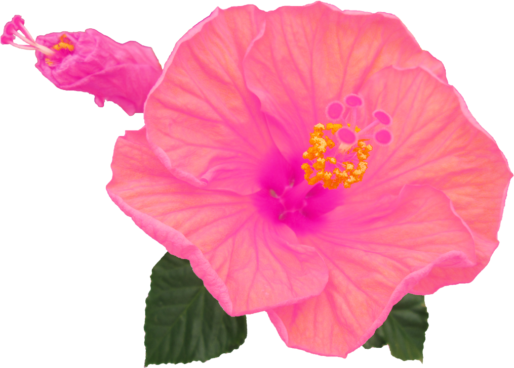 ハイビスカス3 - Hawaiian Hibiscus (1024x744)
