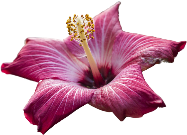 Pink And Purple Hibiscus - Flower (650x477)
