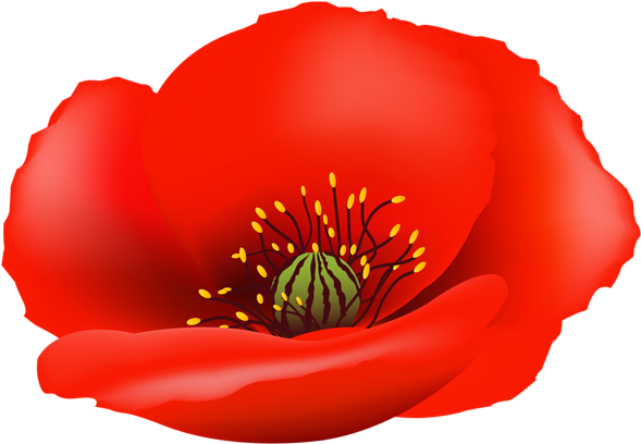 Poppy Flower Png Clip Art Image - Clip Art (7829x5422)