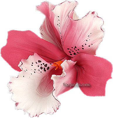 Orchidee 1 - D Orchidées (400x404)
