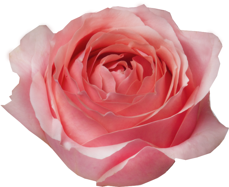 Cut Flowers (883x768)