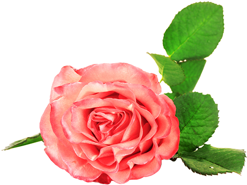 The Right Combination Of Colors Can Create The Effect - White (500x382)