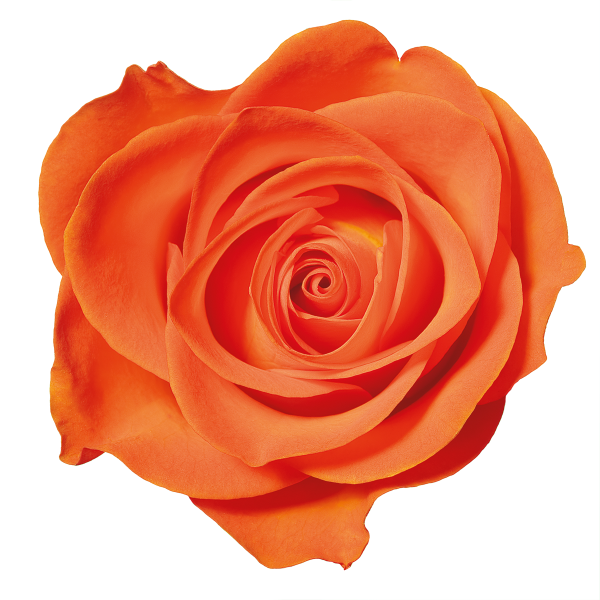 Orange Roses - Orange Rose Transparent Png Background (600x600)