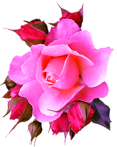 Pink Roses - Garden Roses (478x598)