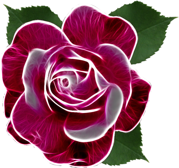 Roses,pink,roze,rosa, - Portable Network Graphics (600x558)