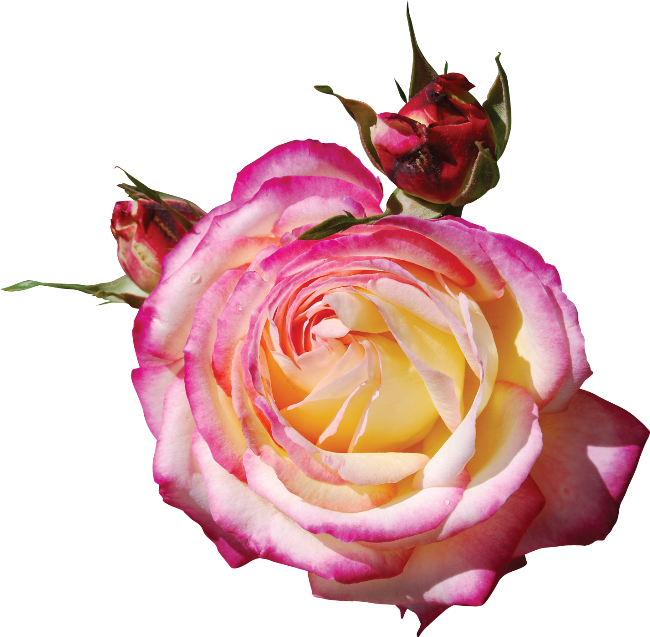 Pink Roses - Клипарты На Прозрачном Фоне Розовые Розы (650x637)