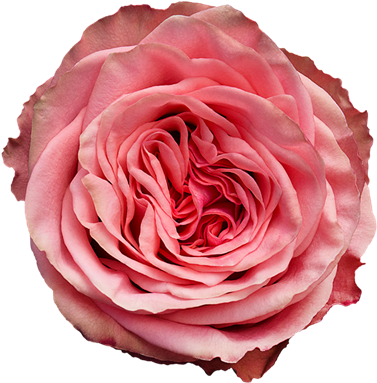 Rose Wild Love (500x500)
