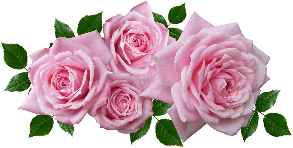 Roses, Floral, Arrangement, Romantic, Garden, Blooms - Hybrid Tea Rose (960x494)