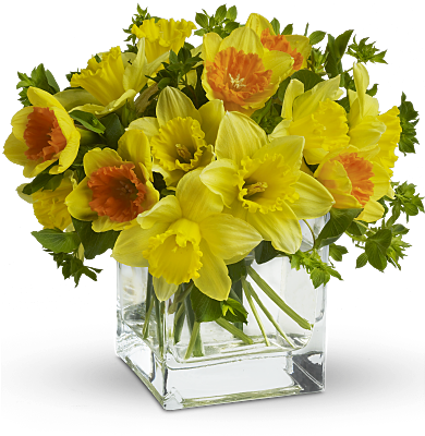Teleflora's Daffodil Dreams - Flowers Daffodils (400x400)