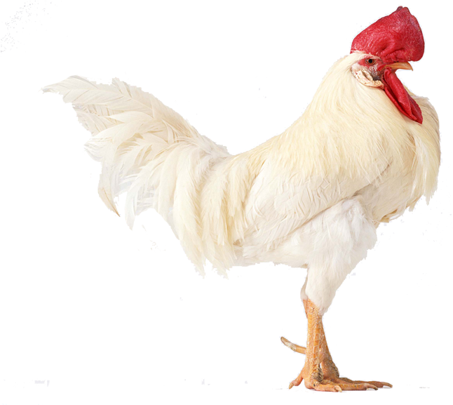 Cornish Chicken Shamo Chickens Japanese Bantam Cochin - Chicken (800x800)